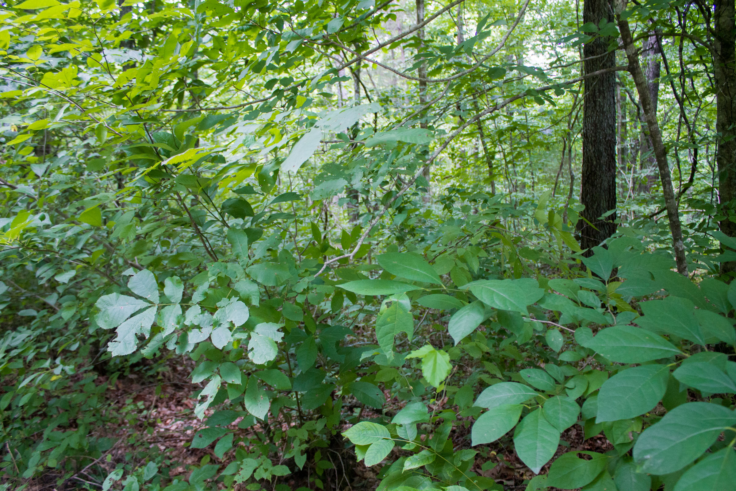Tract 1 at Bluewater Ridge in Wayne County, Kentucky