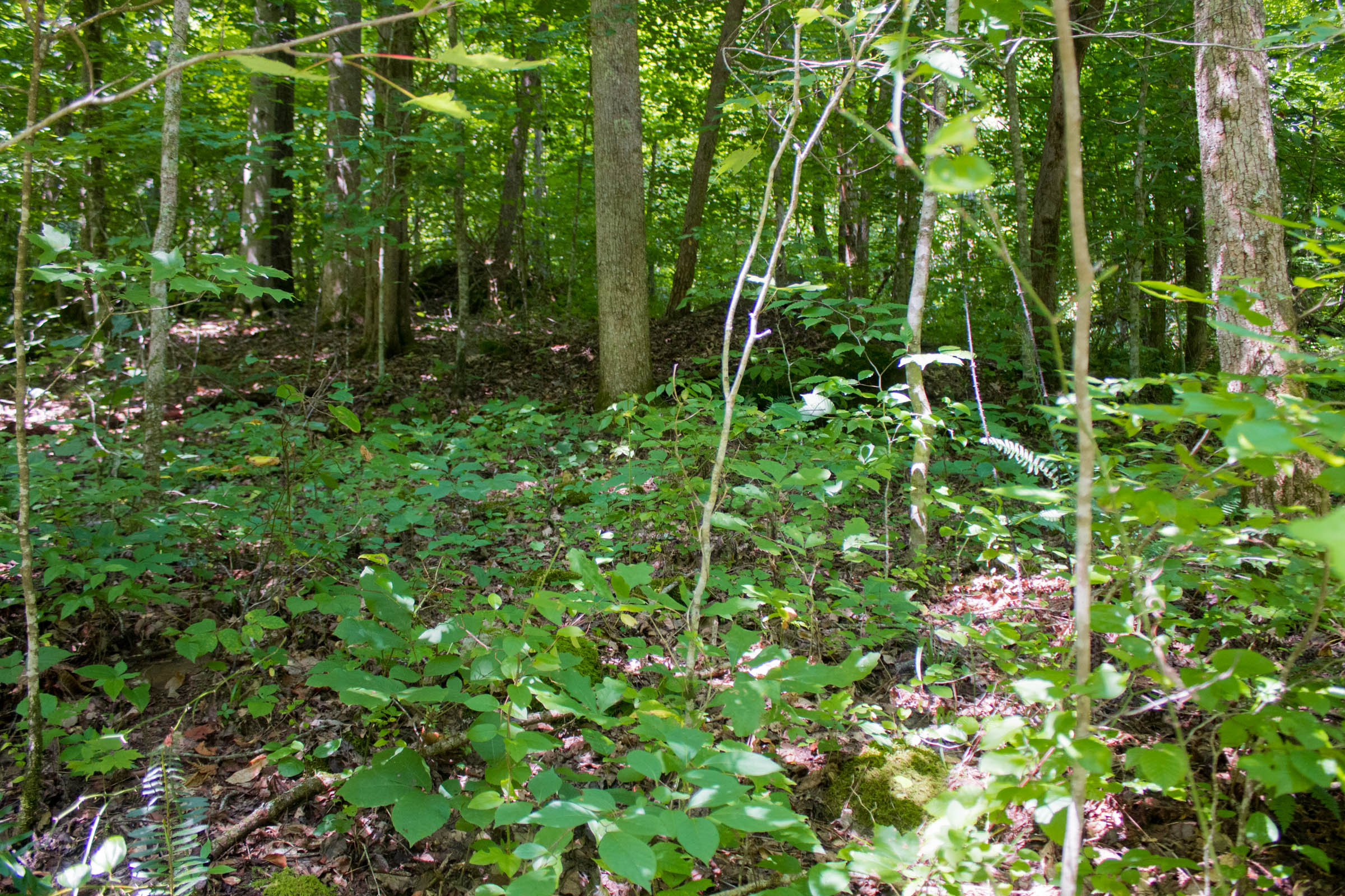 Tract 10 at Bluewater Ridge in Wayne County, Kentucky