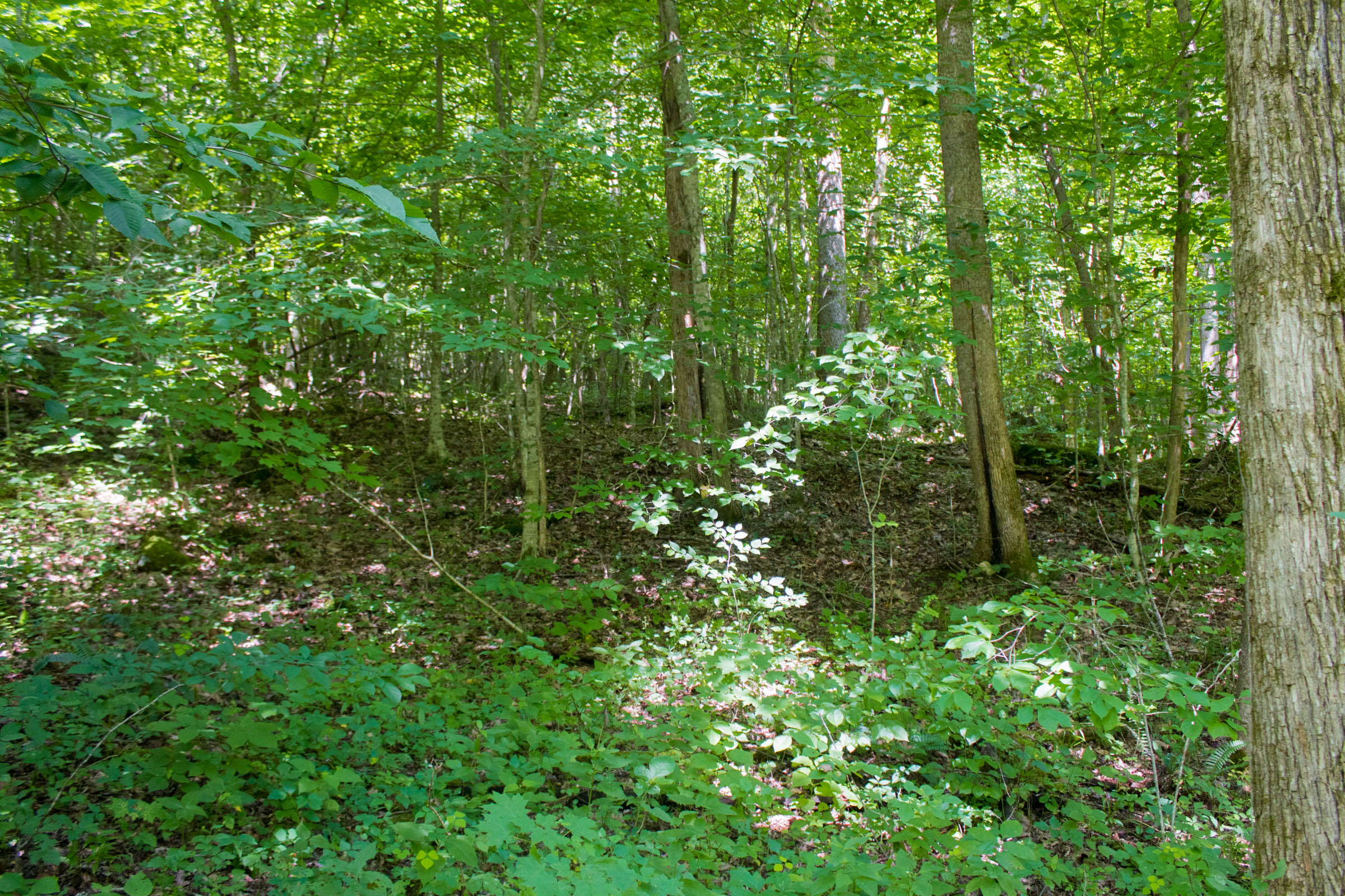 Tract 11 at Bluewater Ridge in Wayne County, Kentucky