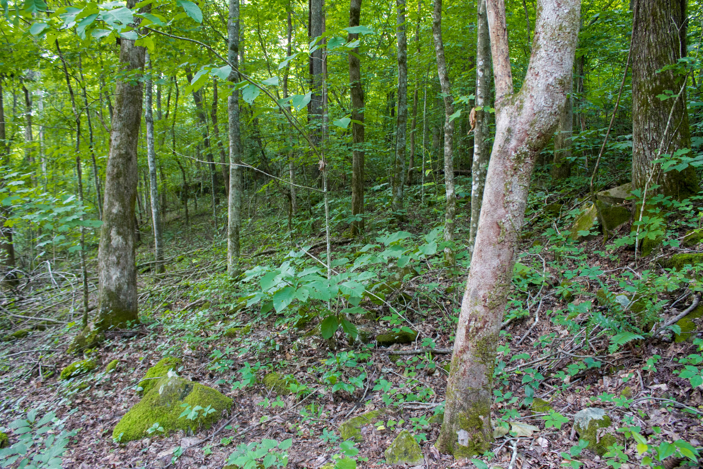 Tract 12 at Bluewater Ridge in Wayne County, Kentucky