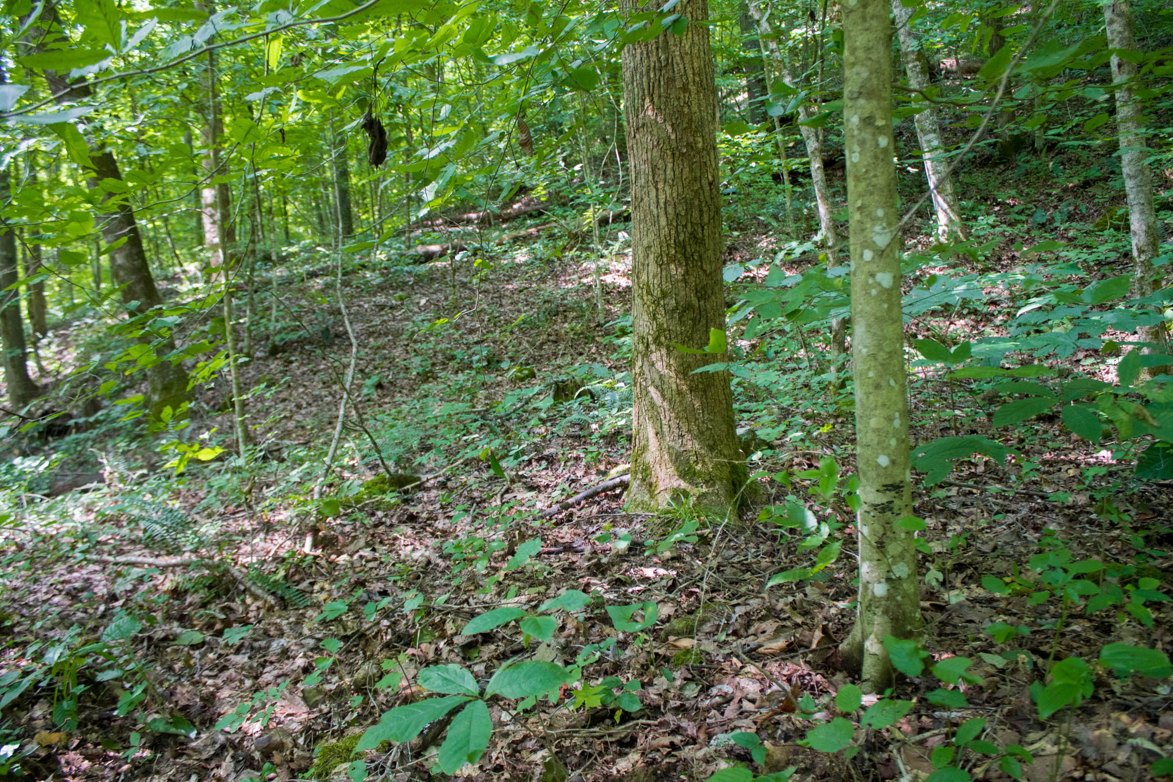 Tract 13 at Bluewater Ridge in Wayne County, Kentucky