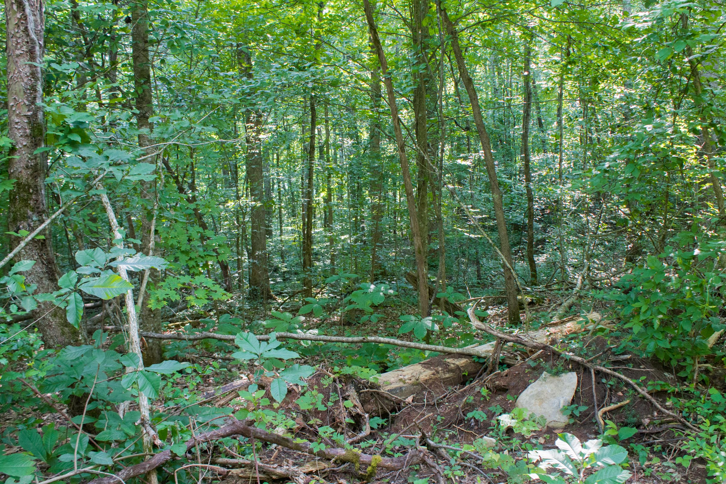 Tract 31 at Bluewater Ridge in Wayne County, Kentucky