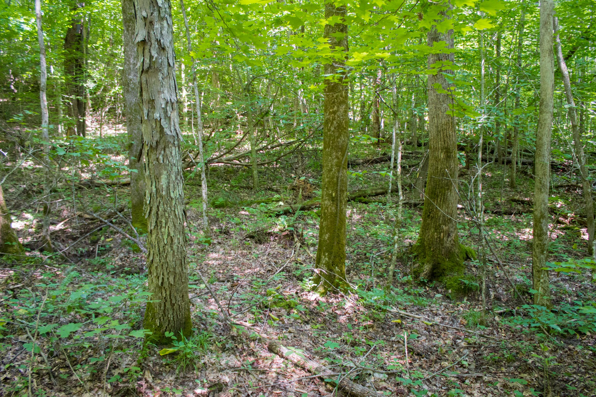 Tract 7 at Bluewater Ridge in Wayne County, Kentucky