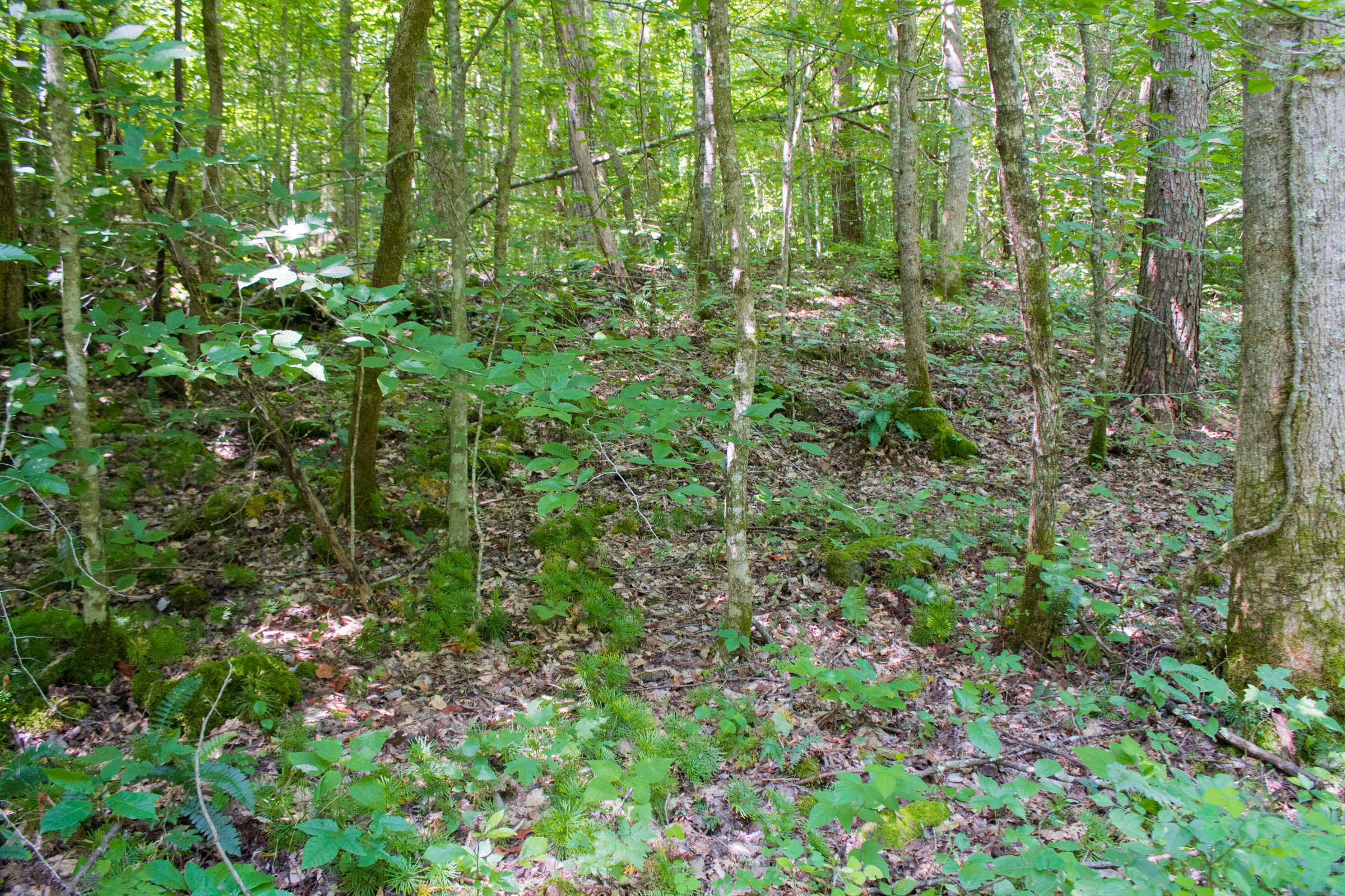 Tract 9 at Bluewater Ridge in Wayne County, Kentucky